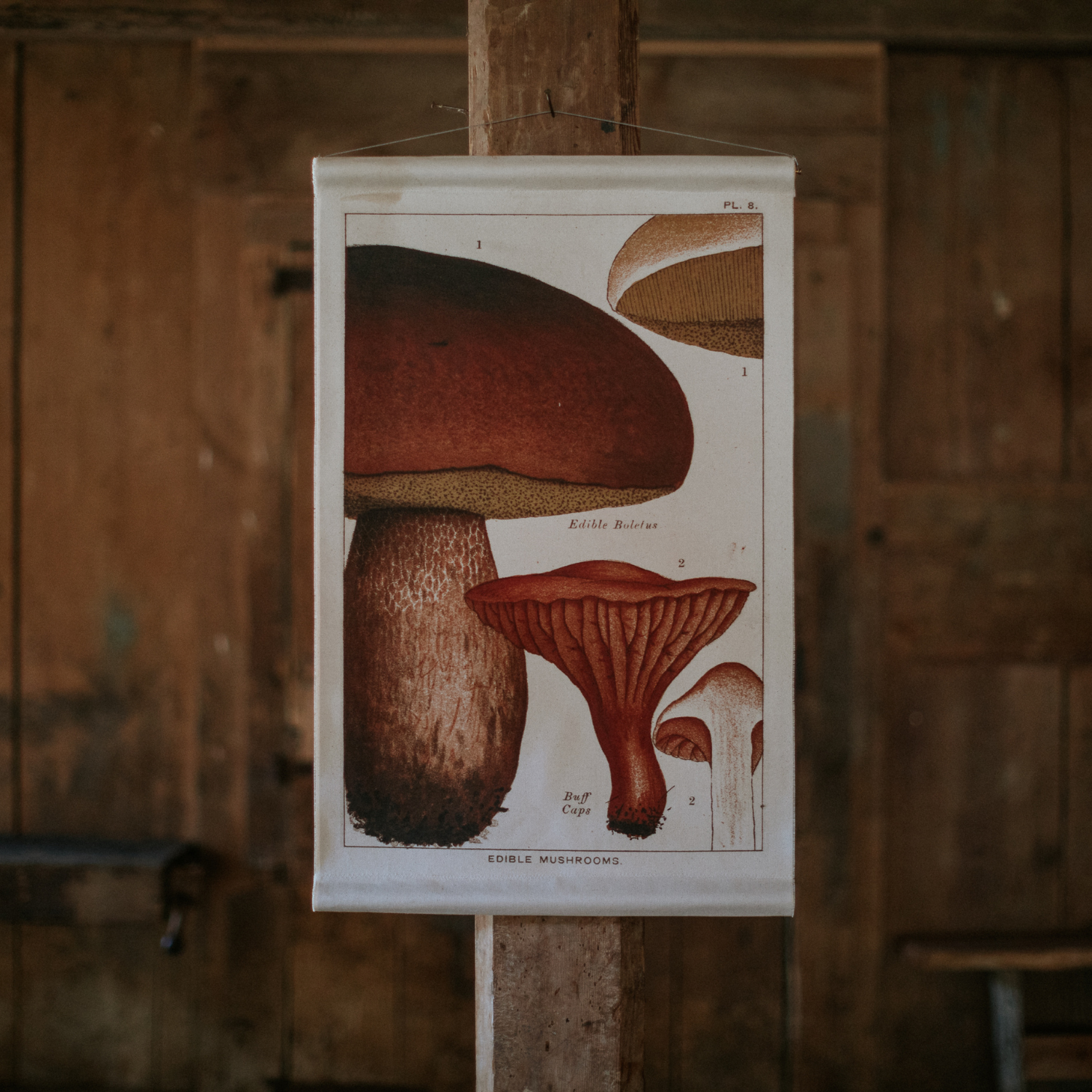 Bolete Mushroom - Canvas Wall Hanging